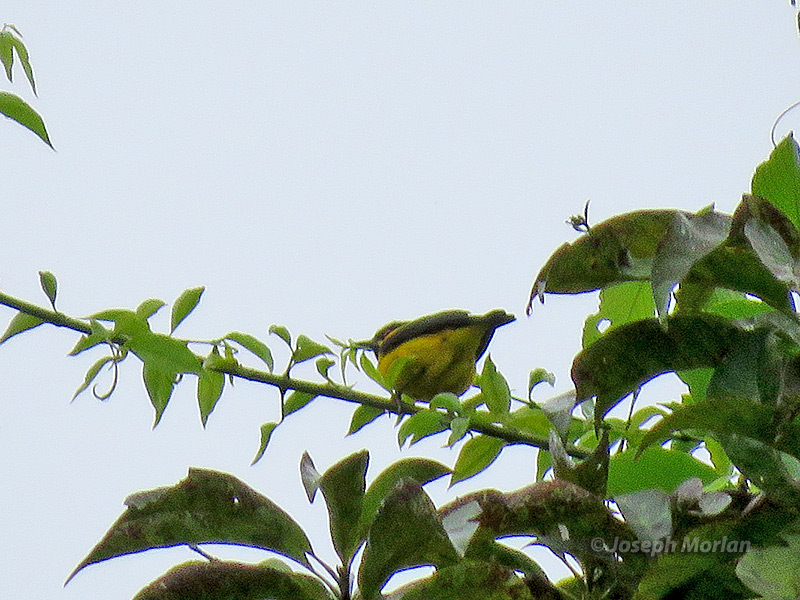 Yellow-bellied Dacnis (Dacnis flaviventer) 