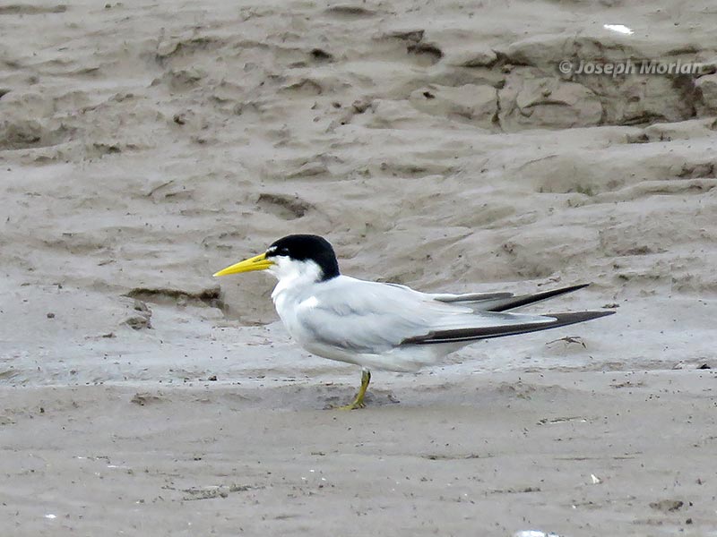 Yellow-billed Tern (Sternula superciliaris) 