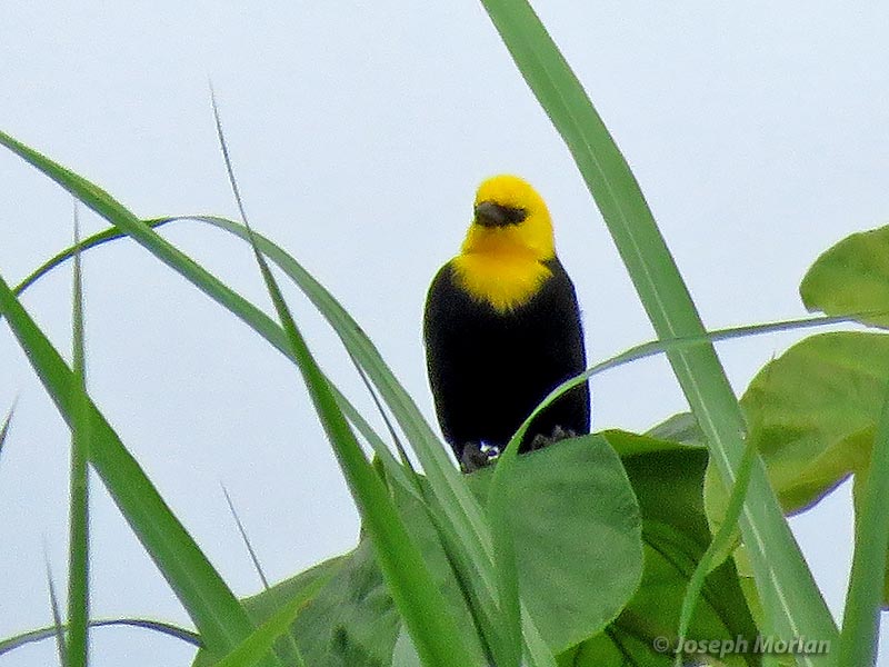 Yellow-hooded Blackbird (Chrysomus icterocephalus icterocephalus) 