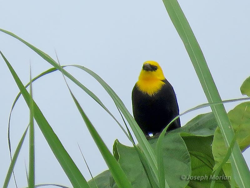 Yellow-hooded Blackbird (Chrysomus icterocephalus icterocephalus) 