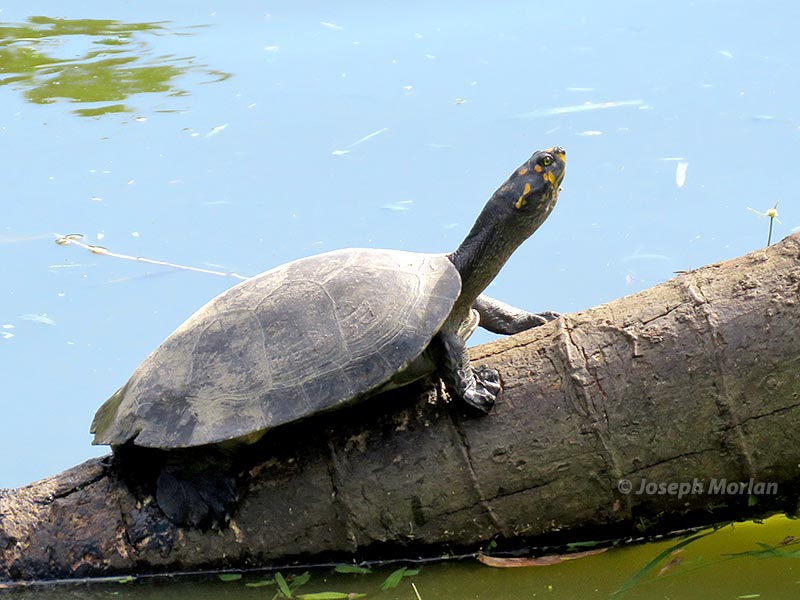 Yellow-spotted River Turtle (Podocnemis unifilis)