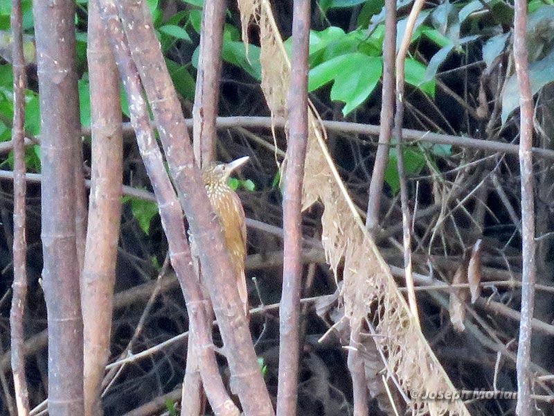 Zimmer's Woodcreeper (Dendroplex kienerii)