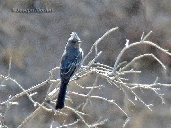 Phainopepla  (Phainopepla nitens lepida)