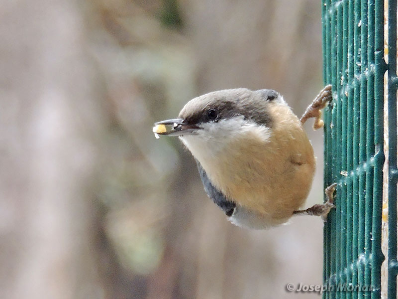 Pygmy Nuthatch (Sitta pygmaea pygmaea) 