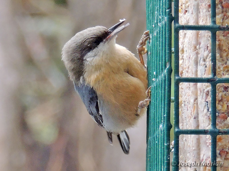 Pygmy Nuthatch (Sitta pygmaea pygmaea) 