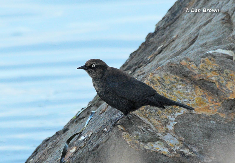 Brewer's/Rusty Blackbirds