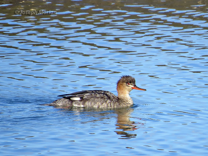 Red-breasted Merganser (Mergus serrator)  
