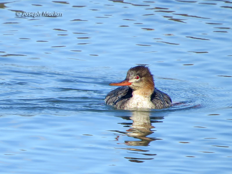 Red-breasted Merganser (Mergus serrator)  