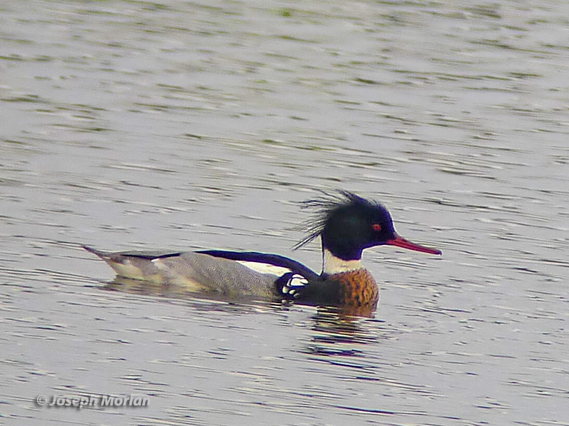 Red-breasted Merganser (Mergus serrator) 