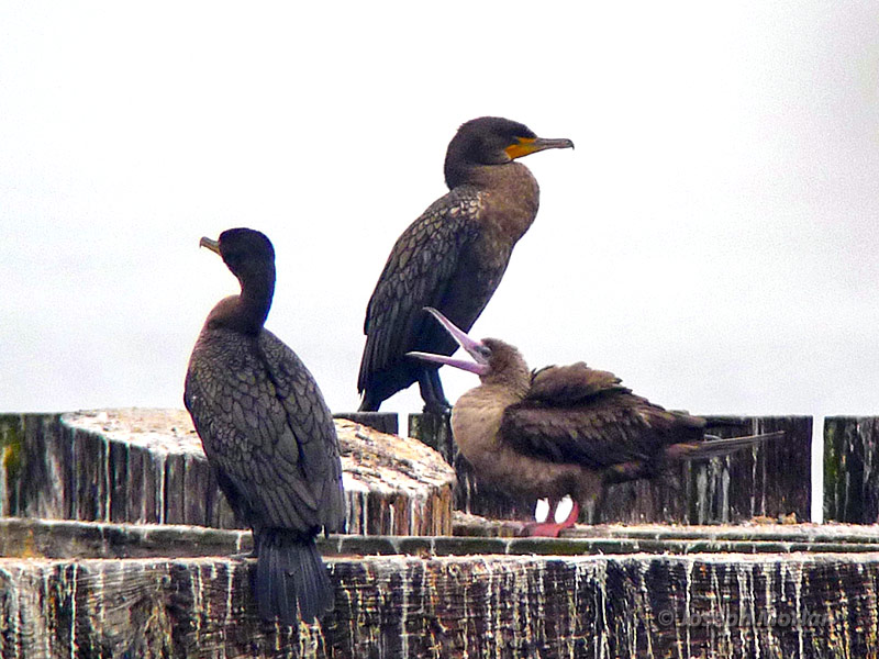 Red-footed Booby (Sula sula websteri) 