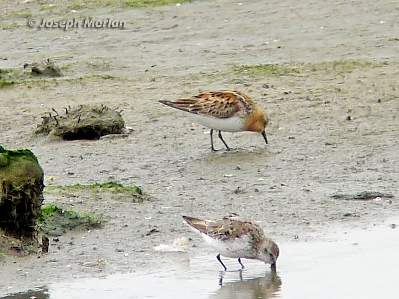 Red-necked Stint (Calidris ruficollis) 