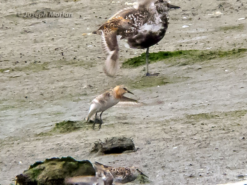 Red-necked Stint (Calidris ruficollis) 