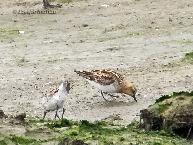 Red-necked Stint (Calidris ruficollis) 