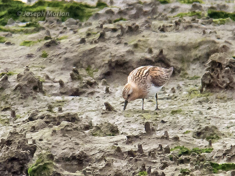 Red-necked Stint (Calidris ruficollis) 