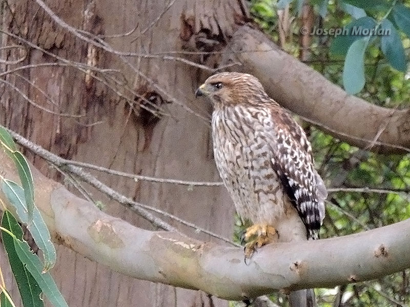 Red-shouldered Hawk (Buteo lineatus elegans) 