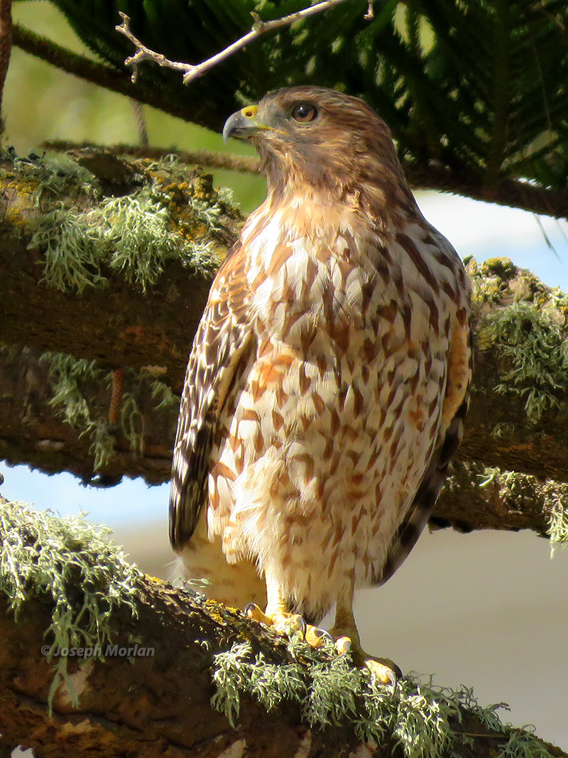 Red-shouldered Hawk (Buteo lineatus elegans) 