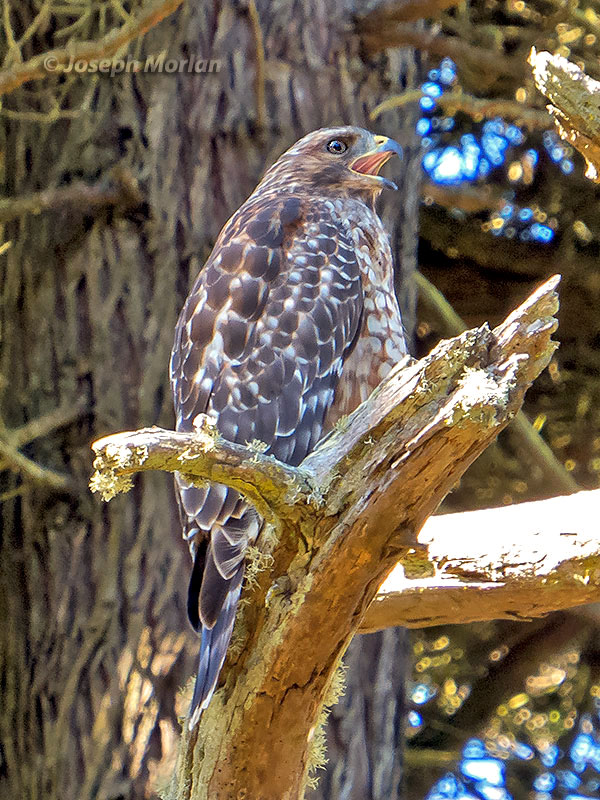 Red-shouldered Hawk (Buteo lineatus elegans)