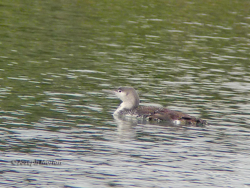 Red-throated Loon (Gavia stellata)