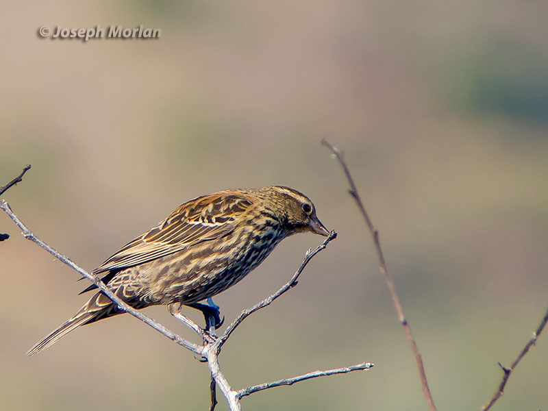 Red-winged Blackbird (Agelaius phoeniceus caurinus)