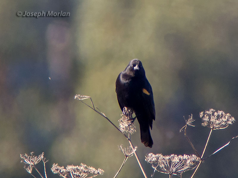 Red-winged Blackbird (Agelaius phoeniceus caurinus)