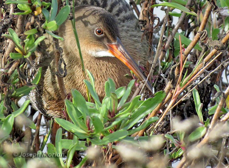 Ridgway's Rail (Rallus obsoletus obsoletus) 