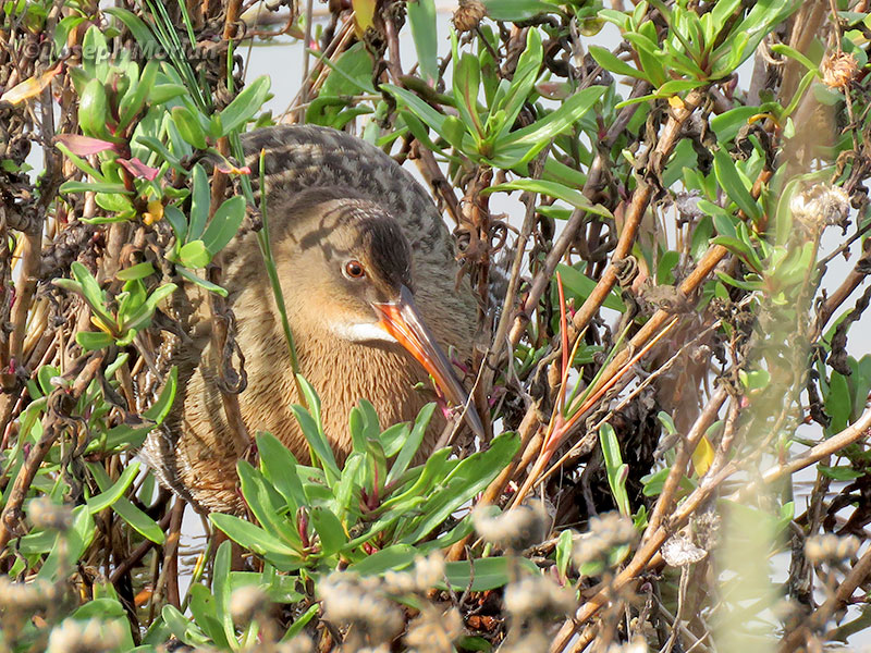 Ridgway's Rail (Rallus obsoletus obsoletus) 