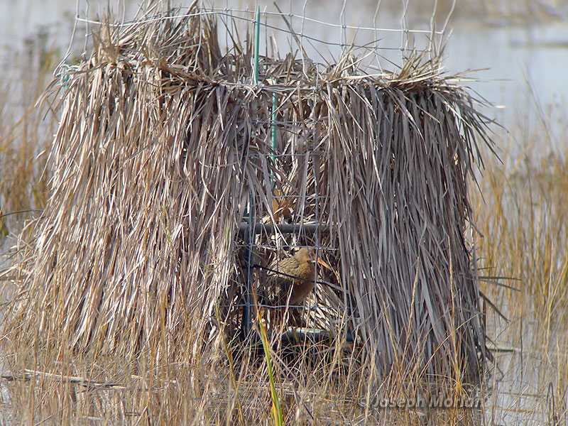 Ridgway's Rail (Rallus obsoletus obsoletus) 