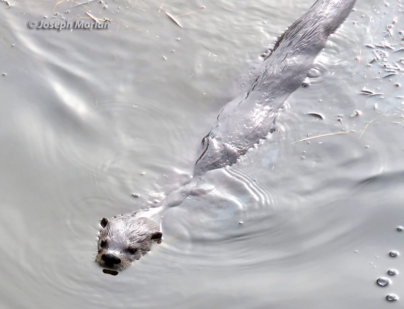 North American River Otter (Lontra canadensis)