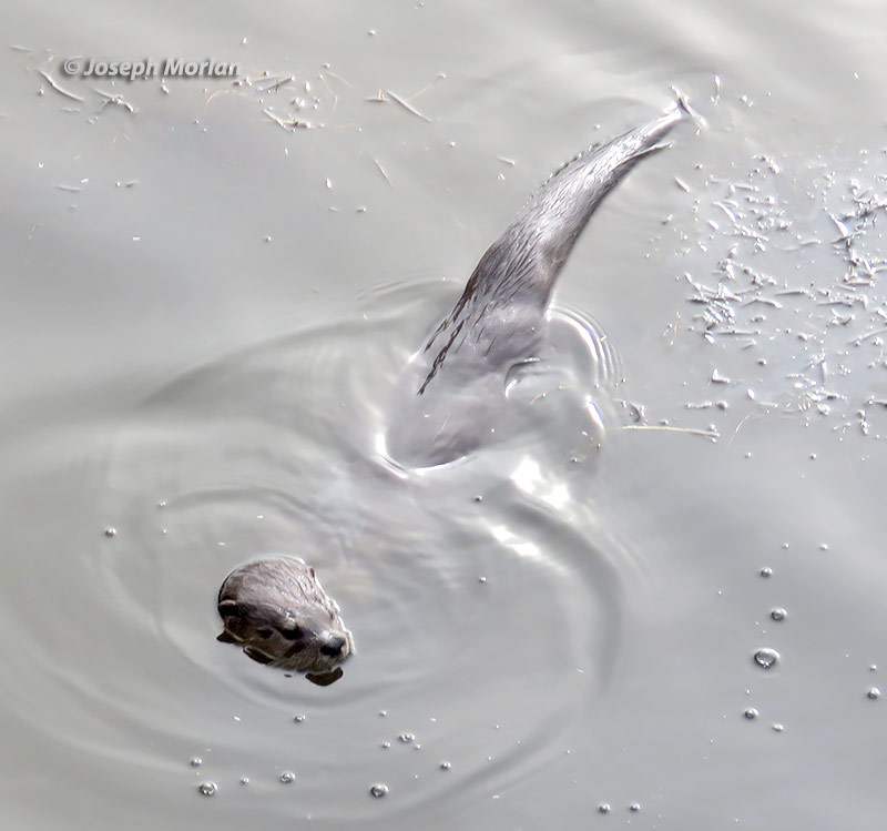 North American River Otter (Lontra canadensis)
