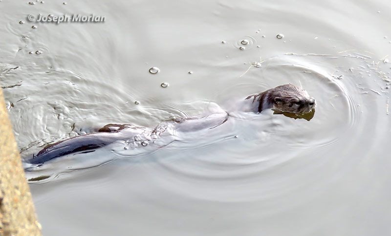 North American River Otter (Lontra canadensis)