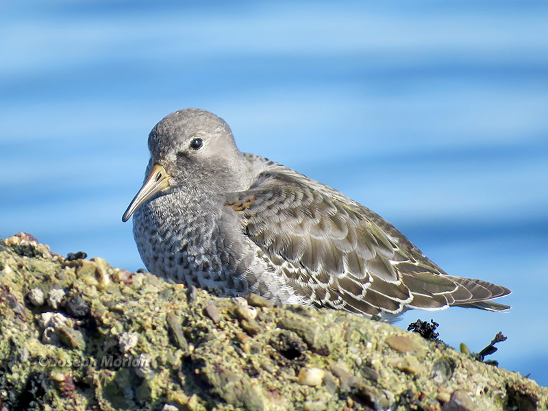 Rock Sandpiper (Calidris ptilocnemis tschuktschorum)