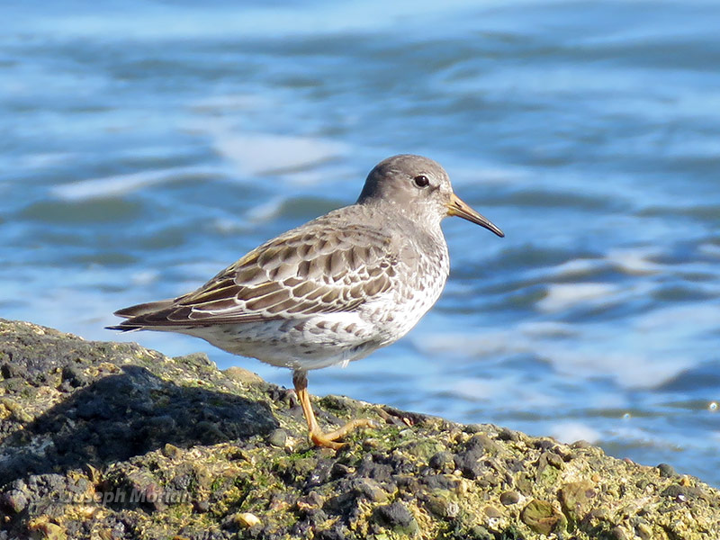 Rock Sandpiper (Calidris ptilocnemis tschuktschorum)