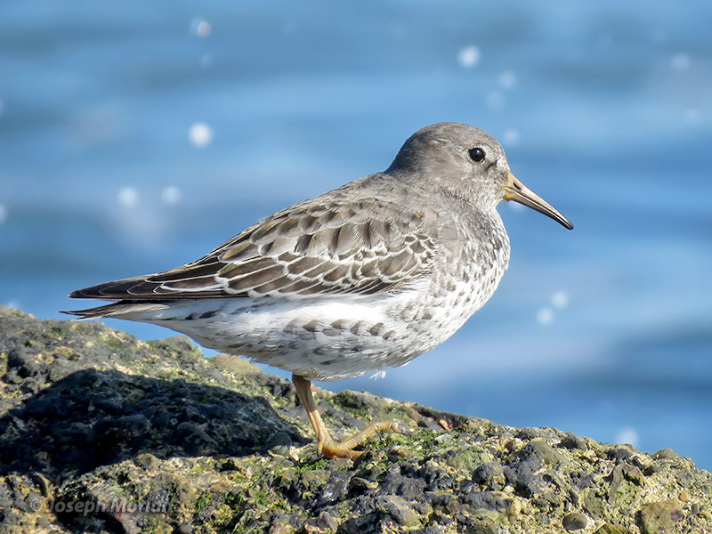 Rock Sandpiper (Calidris ptilocnemis tschuktschorum)