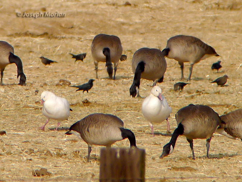  Ross's Goose (Anser rossii) & Snow Goose (Anser caerulescens caerulescens) 