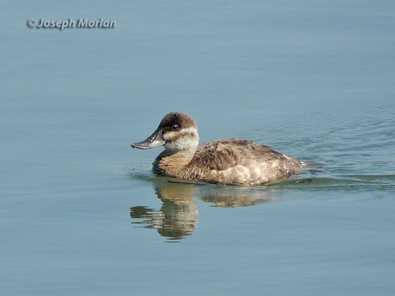 Ruddy Duck (Oxyura jamaicensis)
