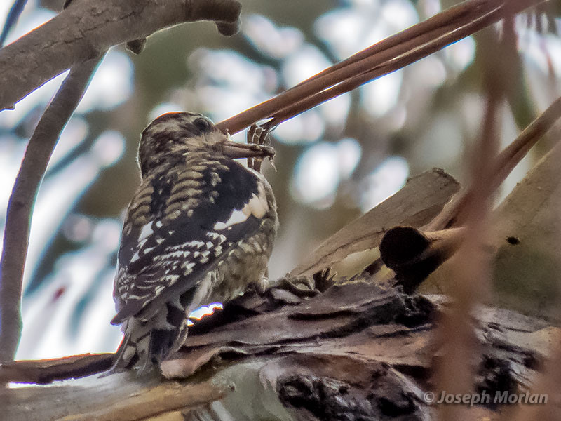 Yellow-bellied Sapsucker (Sphyrapicus various) 