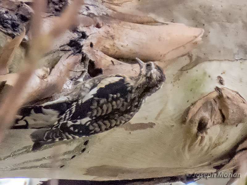 Yellow-bellied Sapsucker (Sphyrapicus various) 