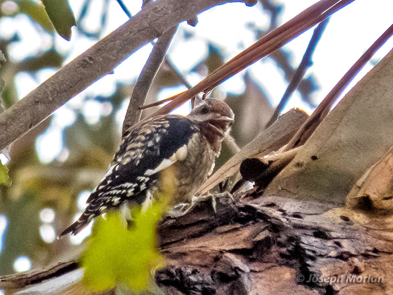 Yellow-bellied Sapsucker (Sphyrapicus various) 