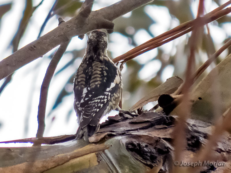 Yellow-bellied Sapsucker (Sphyrapicus various) 