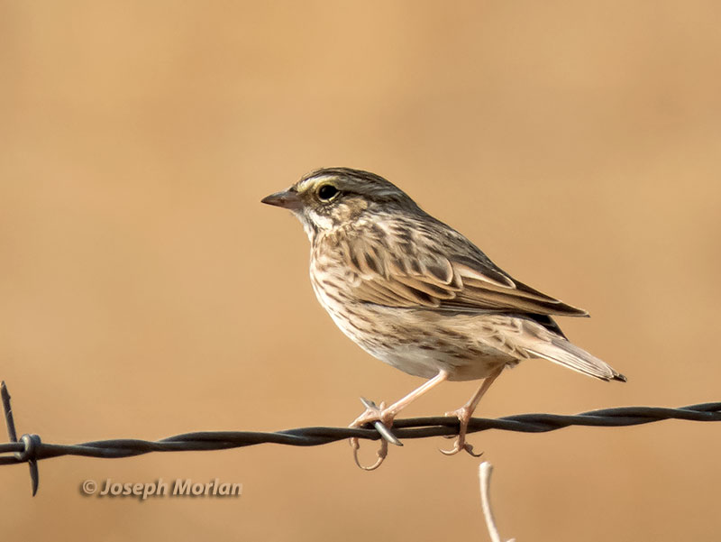  Savannah Sparrow (Passerculus sandwichensis nevadensis)