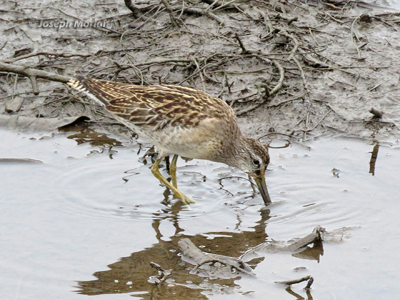 Short-billed Dowitcher (Limnodromus griseus caurinus) 