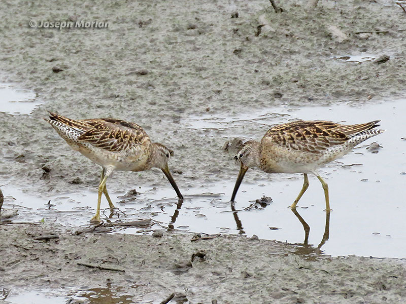 Short-billed Dowitcher (Limnodromus griseus caurinus) 