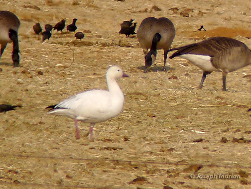 Snow Goose (Anser caerulescens caerulescens) 