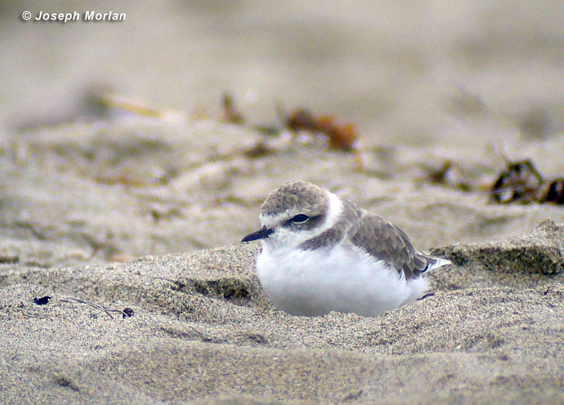 Snowy Plover
