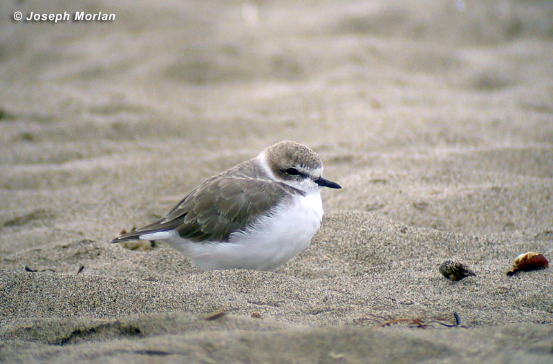 Snowy Plover