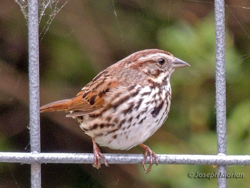 Song Sparrow (Melospiza melodia gouldii) 