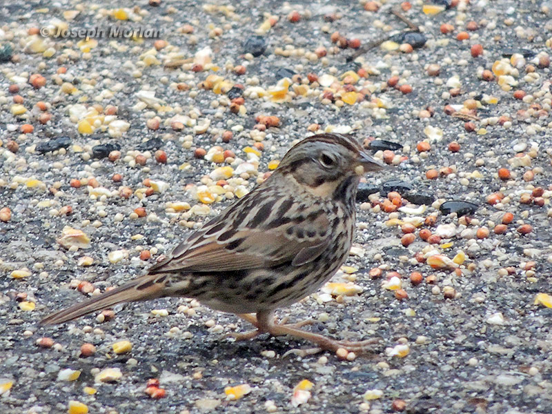 Song Sparrow (Melospiza melodia gouldii)