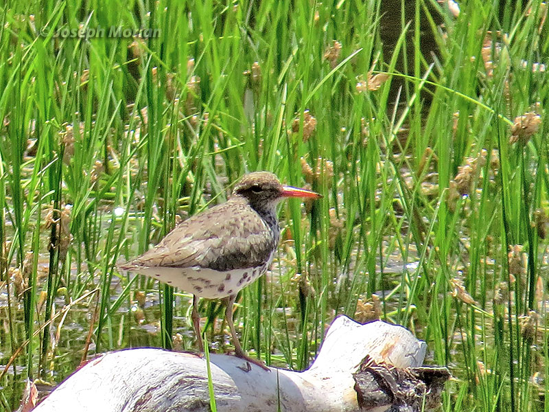 Spotted Sandpiper (Actitis macularius) 