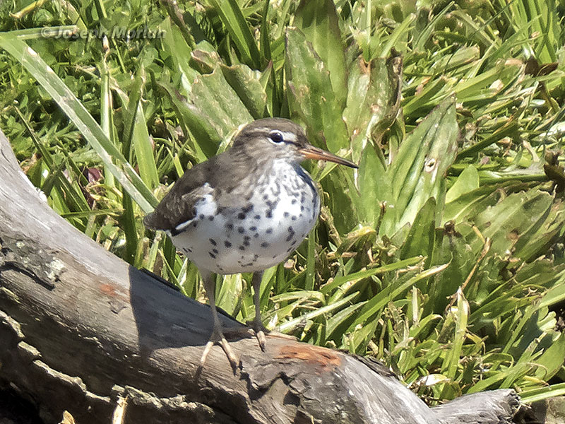 Spotted Sandpiper (Actitis macularius) 