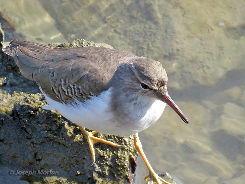  Spotted Sandpiper (Actitis macularius)